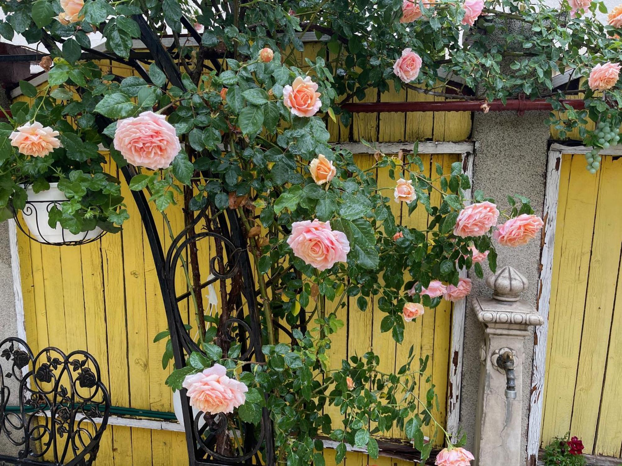 Luxurious Villa With Lush Garden And Huge Terrace Near Herastrau Park Bucarest Extérieur photo